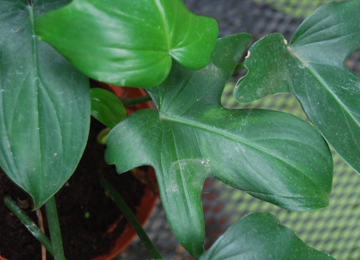 Филодендрон узкорассечённый