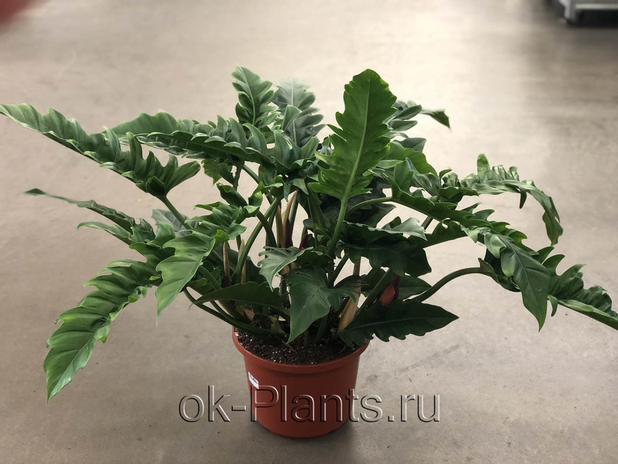 Филодендрон Роял куин