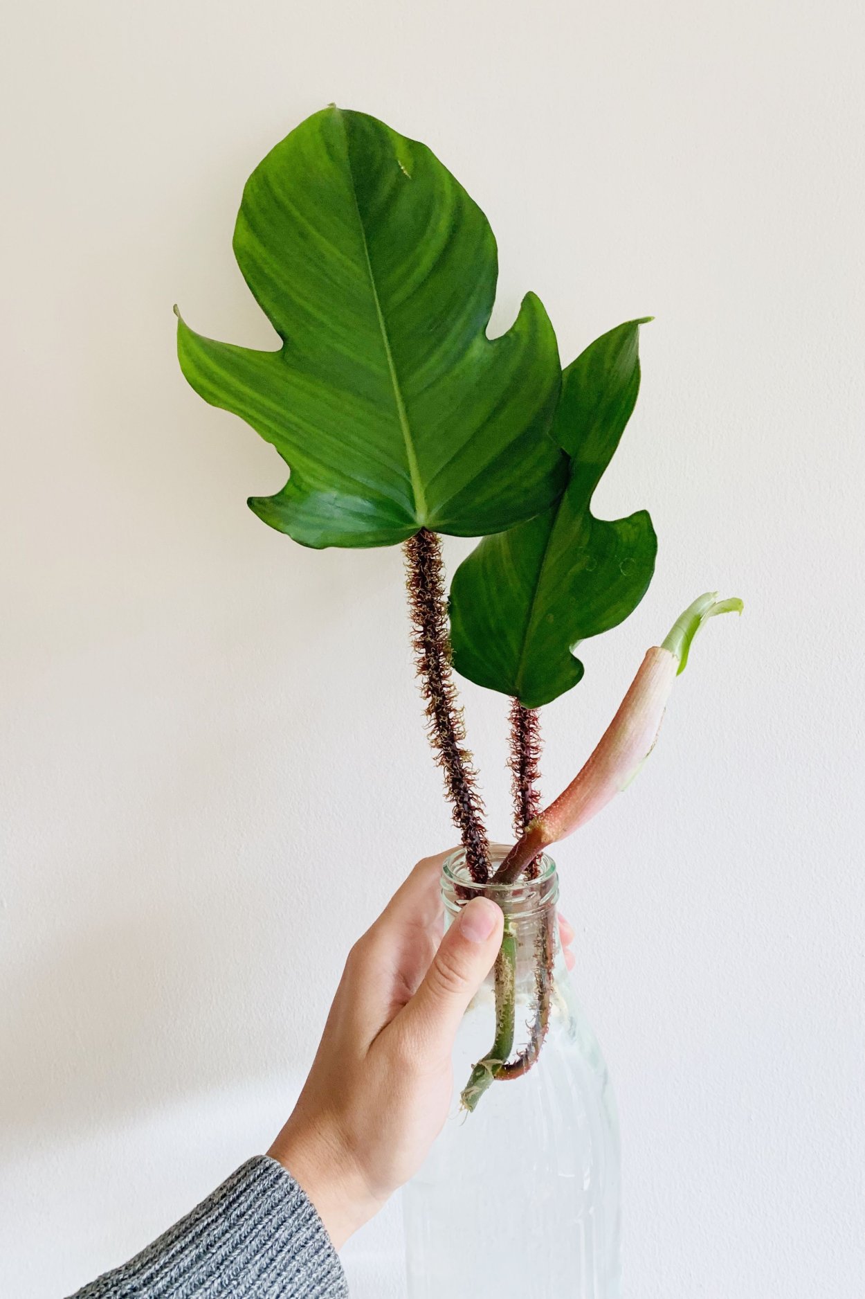 Филодендрон bipinnatifidum Shangri-la