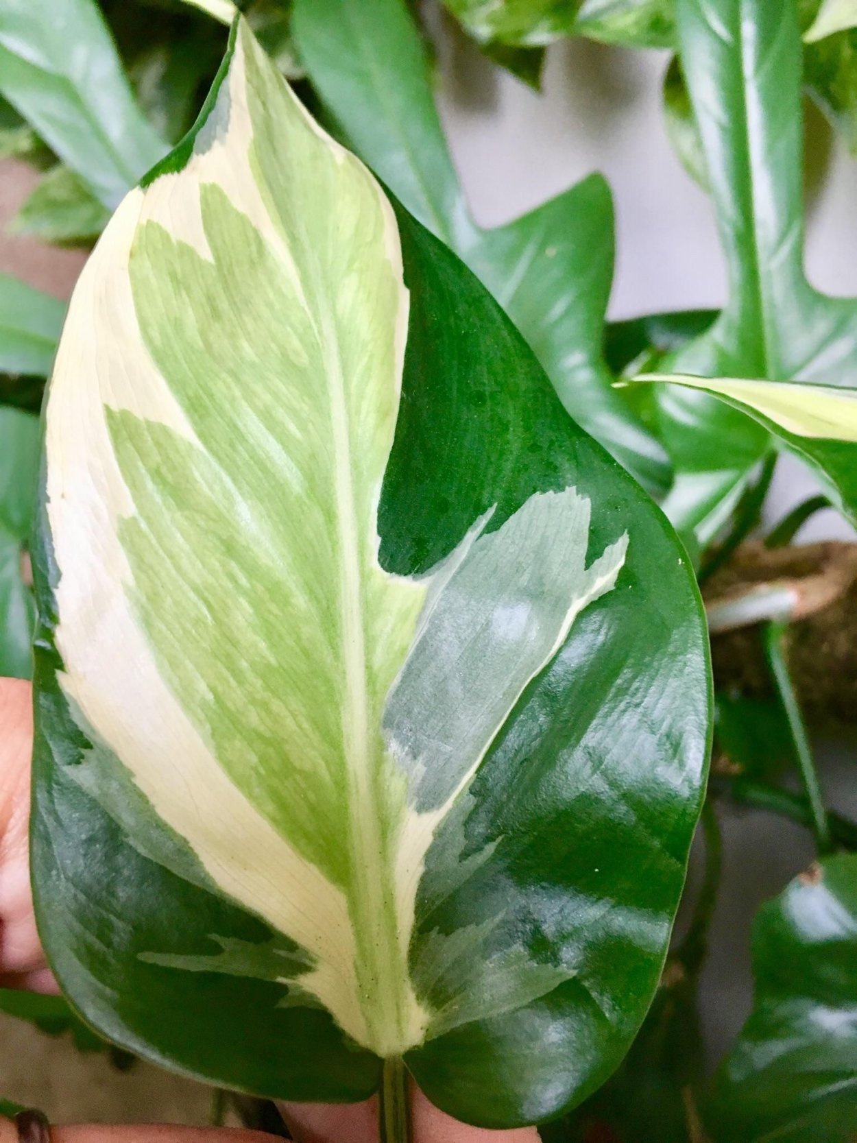 Фиолин Голд Филодендрон