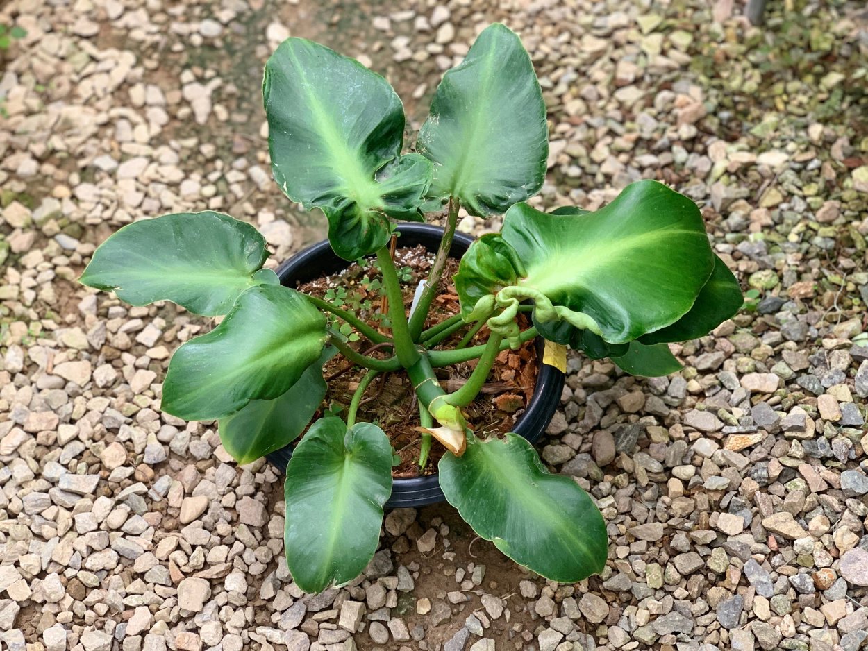 Филодендрон bipennifolium