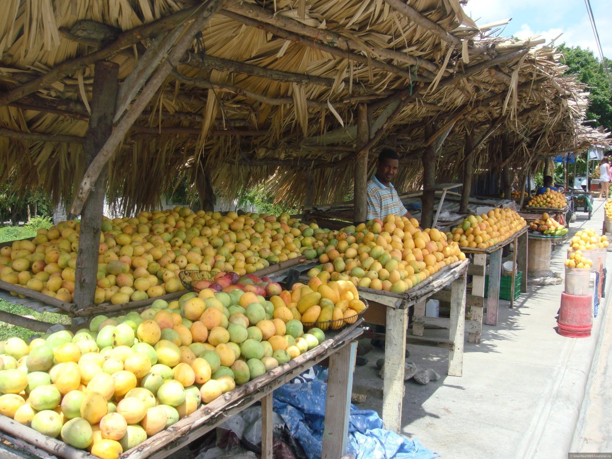 Дерево манго Альфонсо