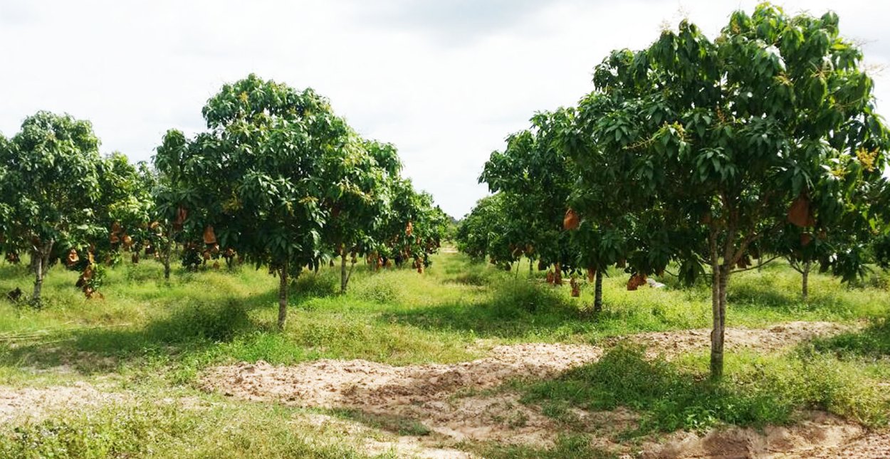 Манго дерево в Гаити