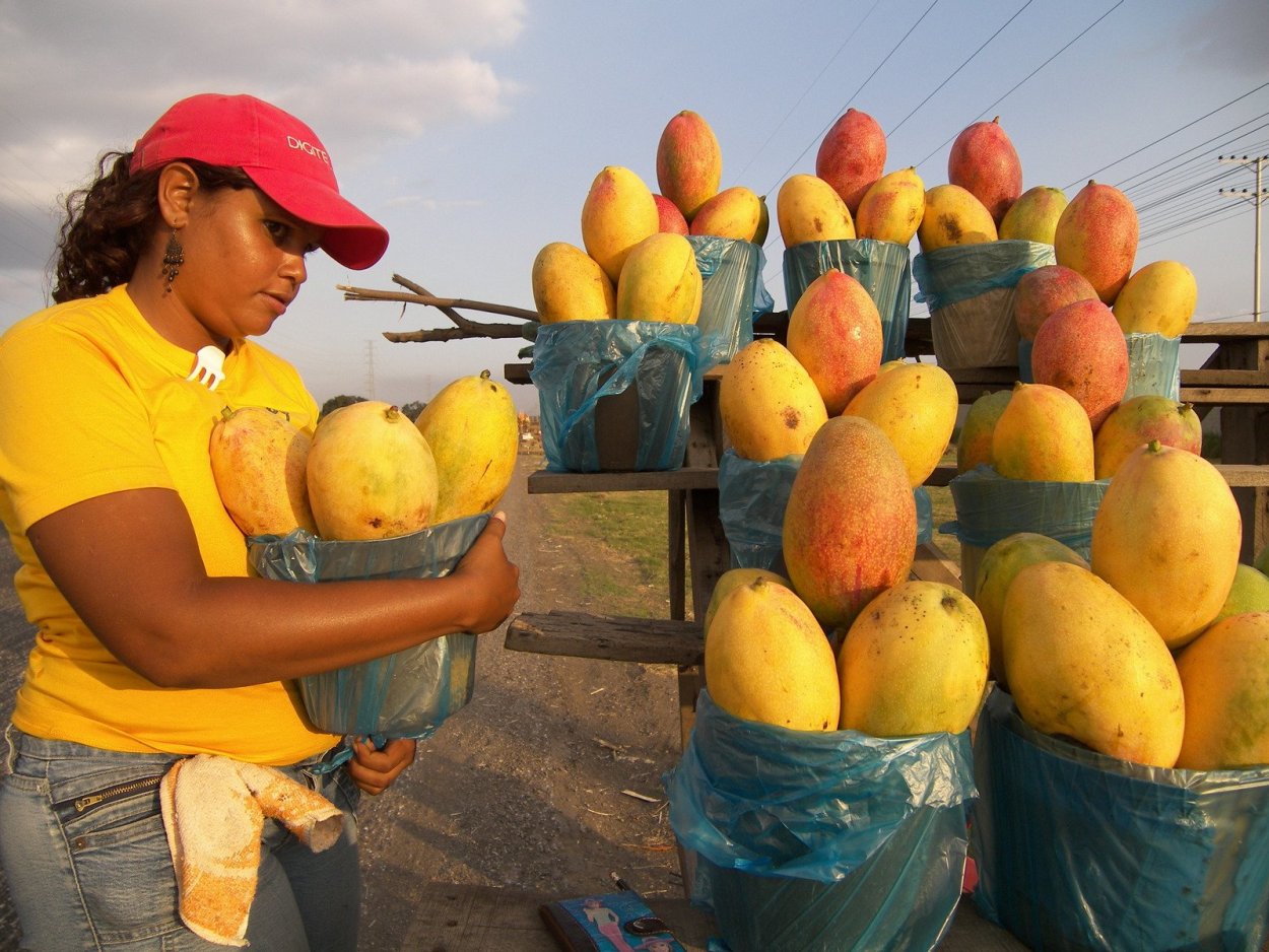 Плантации манго в Египте