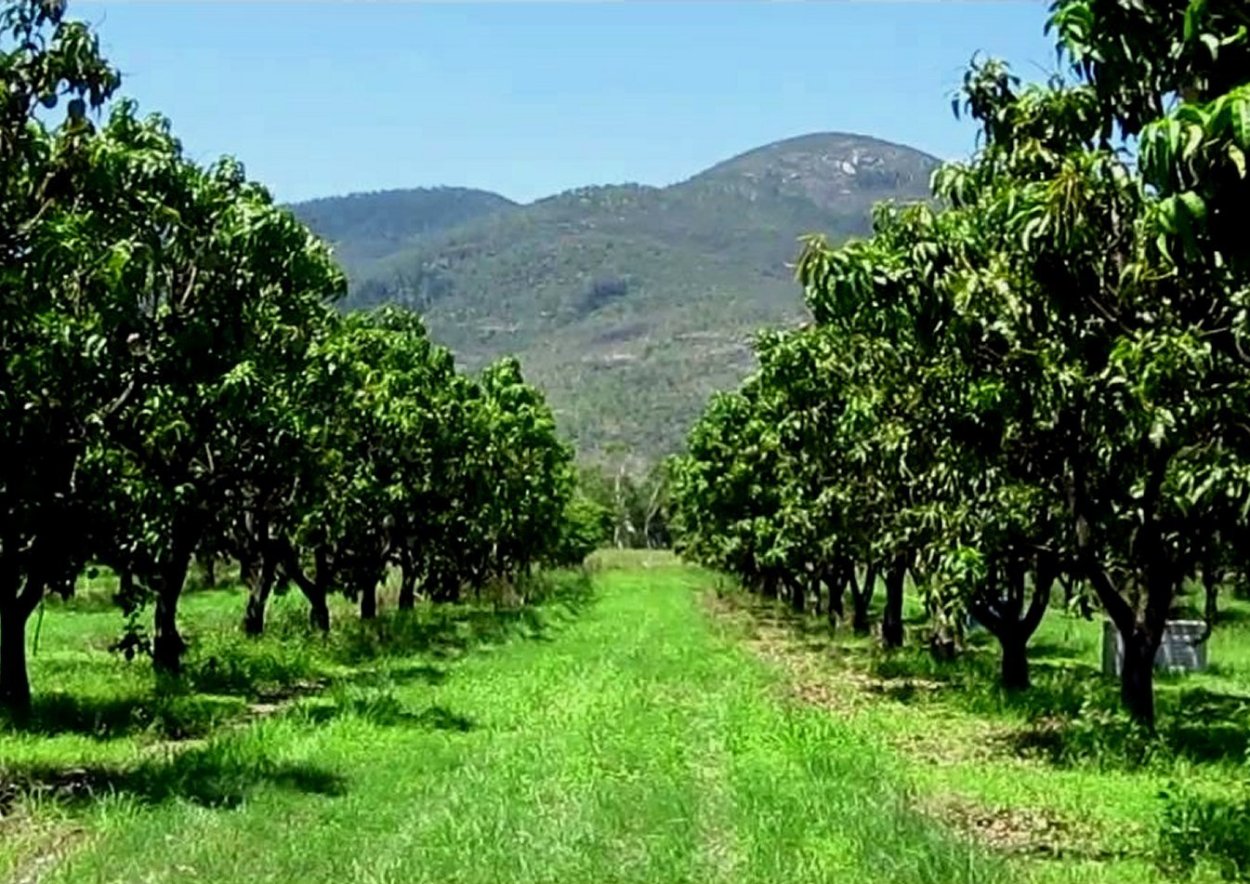 Дерево манго Банганапалли