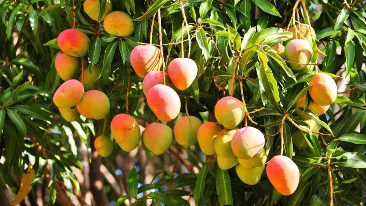 Манго Вьетнам рынок