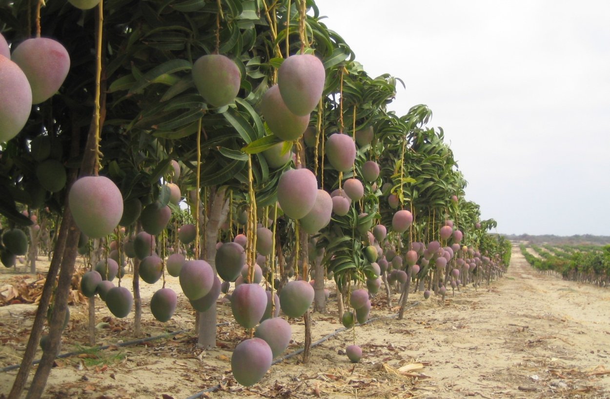 Манговые Рощи манго