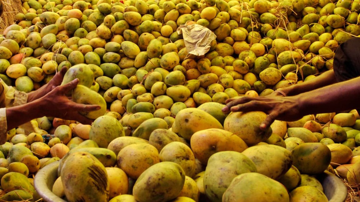 Плантации манго в Египте