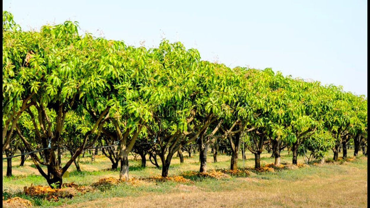 Манговые плантации