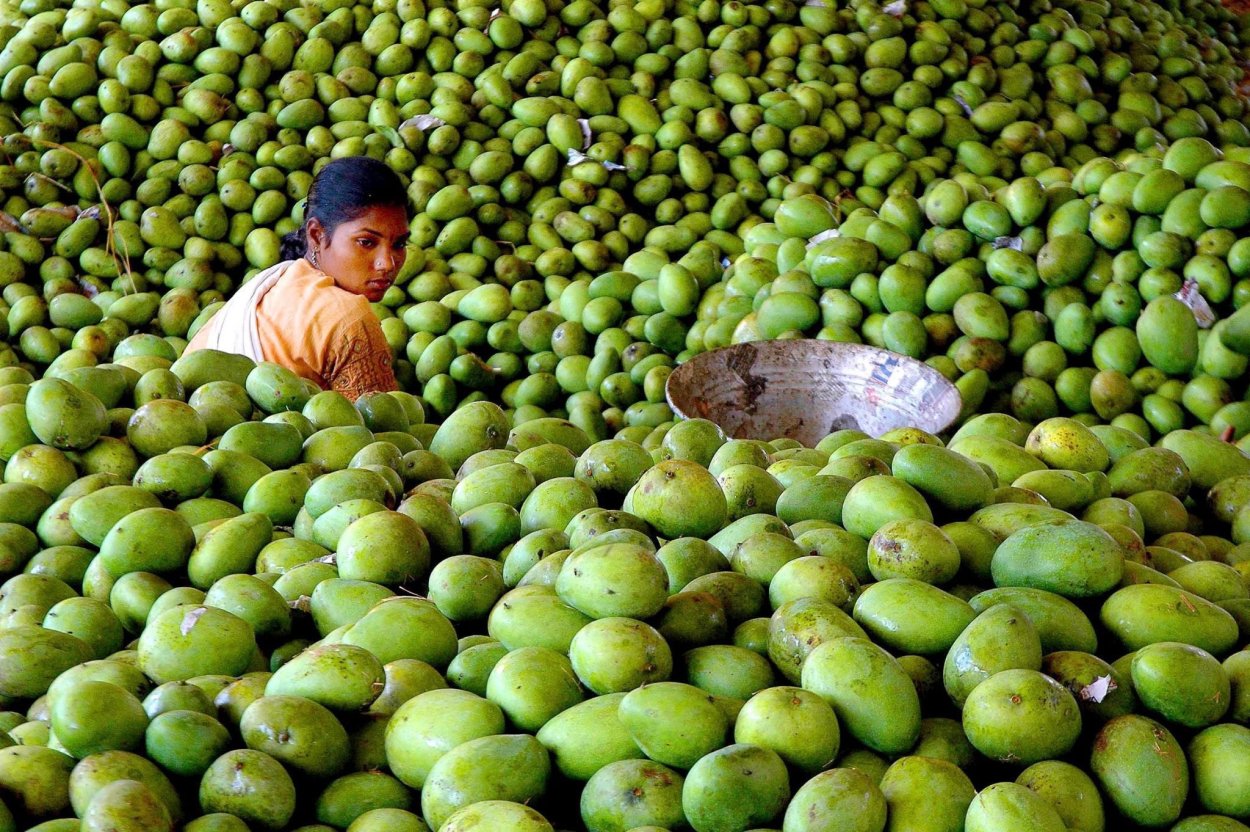 Плантация манго в Тайланде