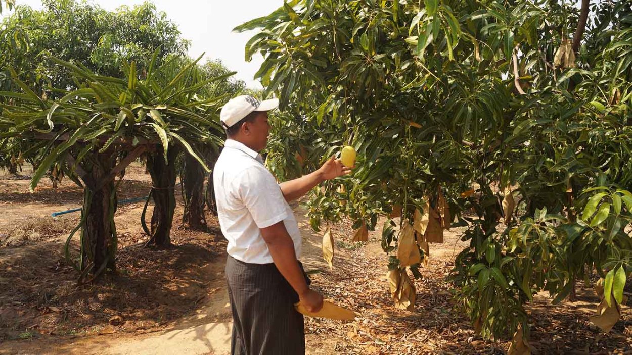 Дерево манго манговое дерево