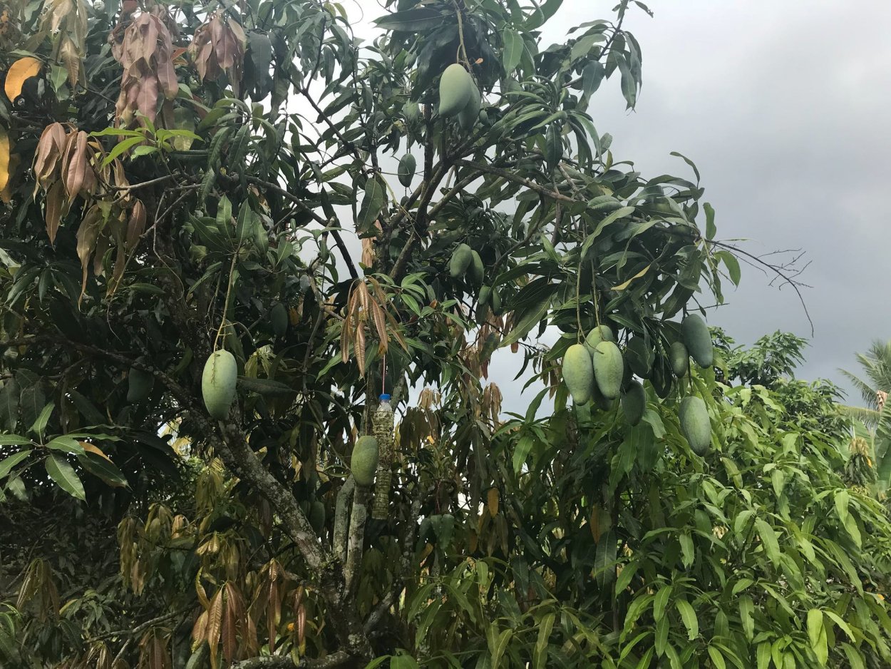 Манго в теплице
