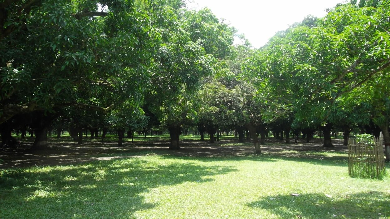 Манговые деревья в Бразилии