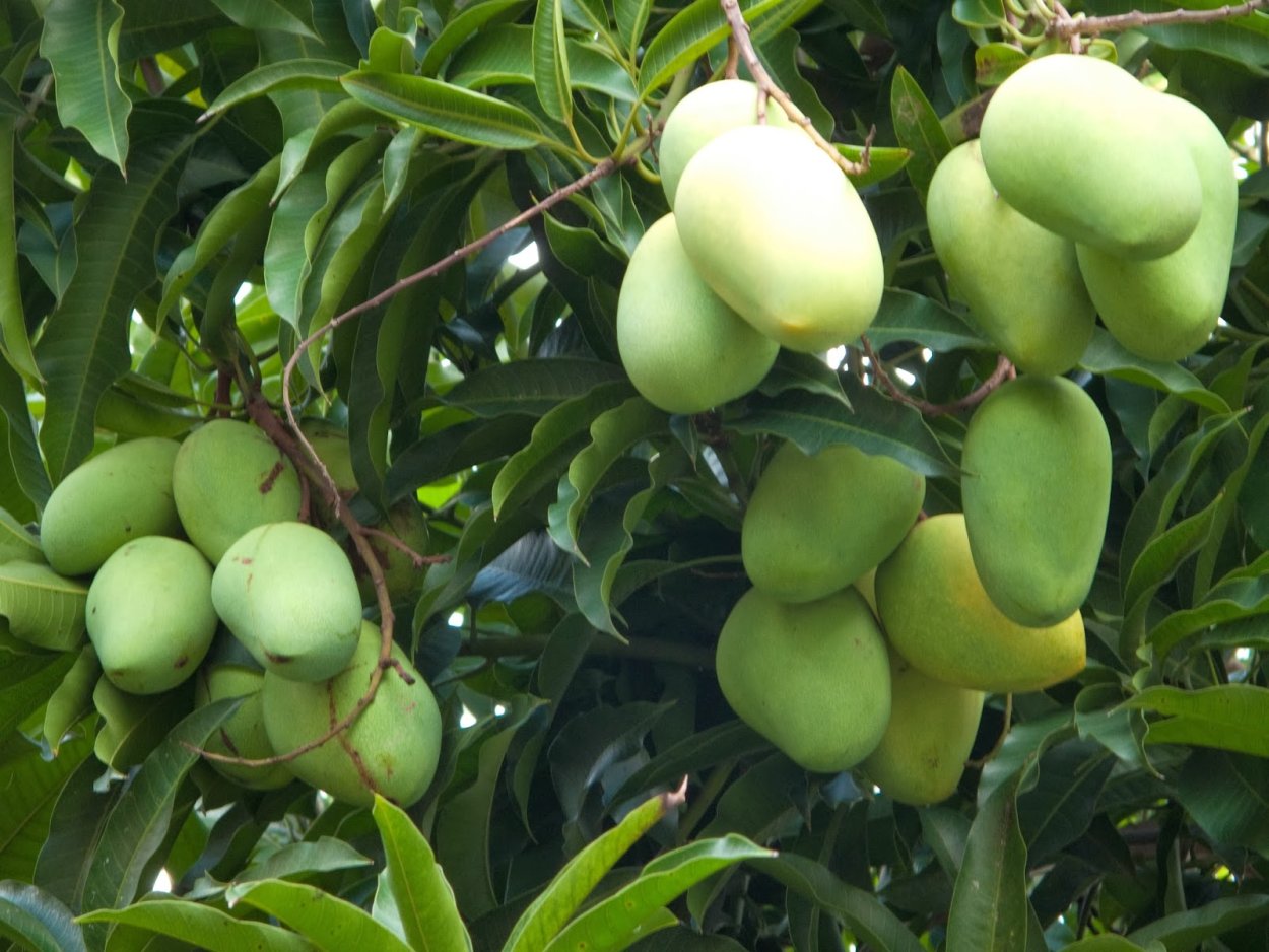 Манговая ферма