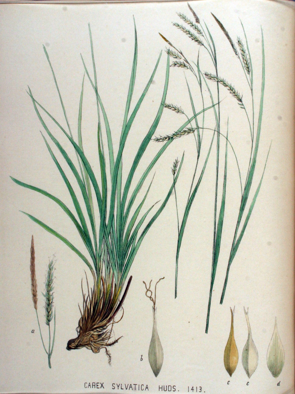 Осока Carex