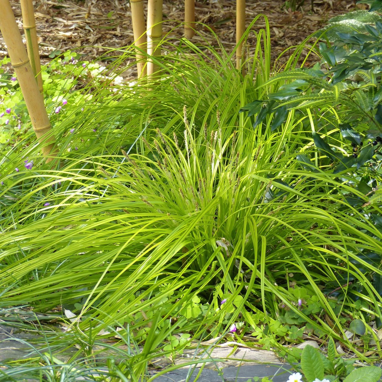Зеленые растения осока цепь. Осока охименская. осока эвергрин. carex oshimensis. осока охименская эверголд.