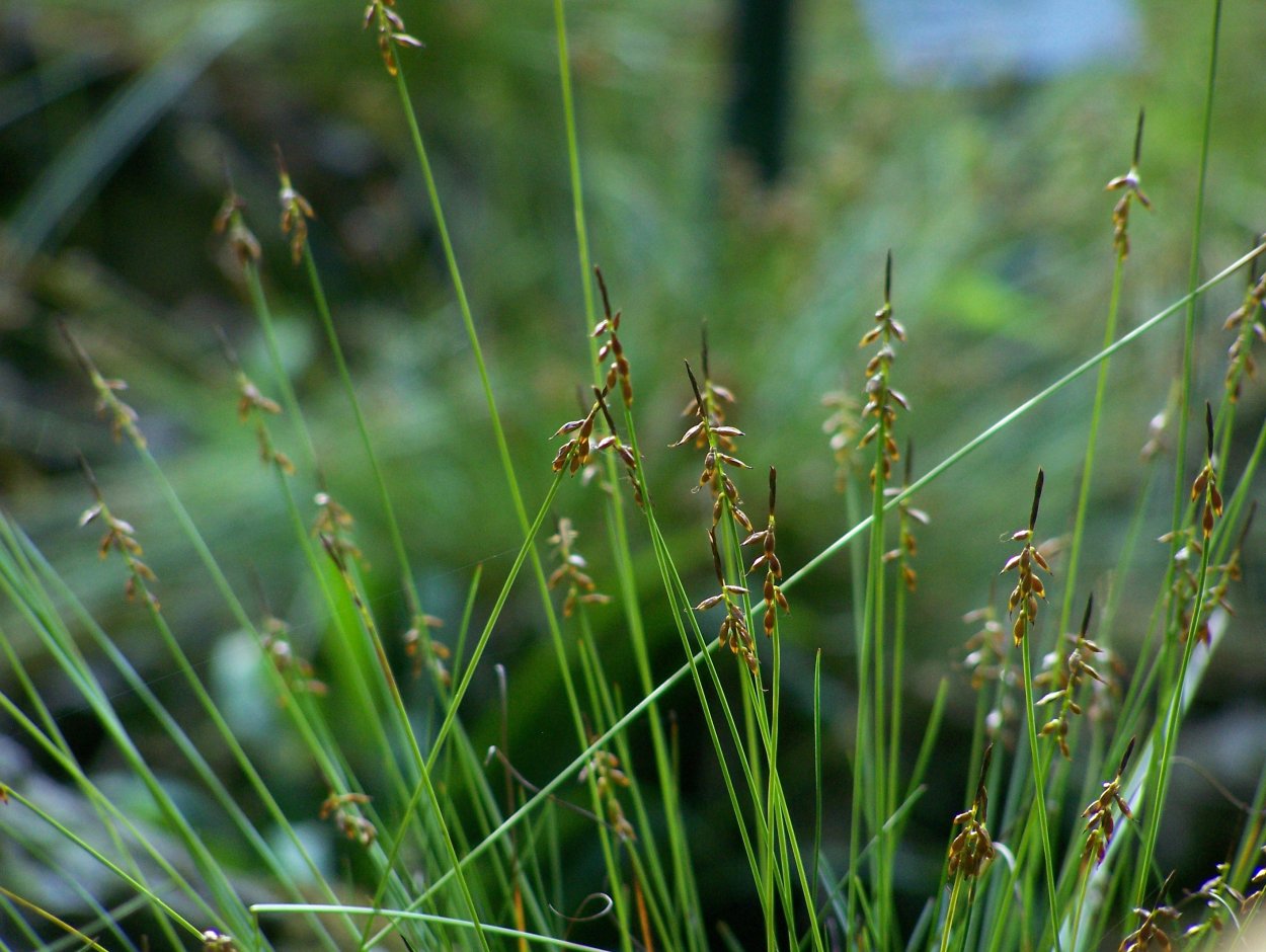 Сеслерия голубая (Sesleria caerulea)