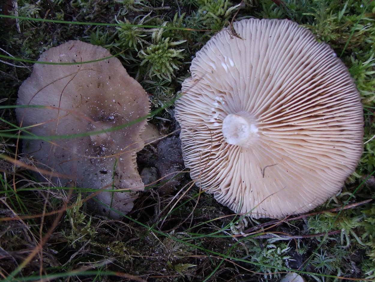 Млечник обыкновенный (Lactarius trivialis)