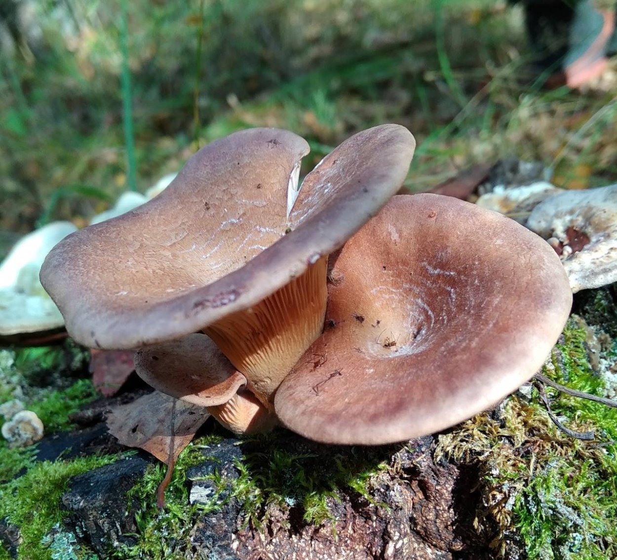 Гриб Гладыш розовый