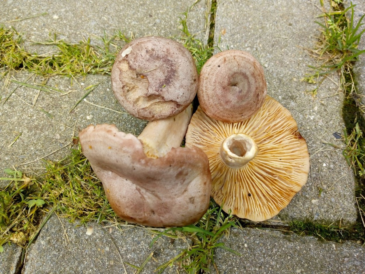 Млечник обыкновенный (Lactarius trivialis)