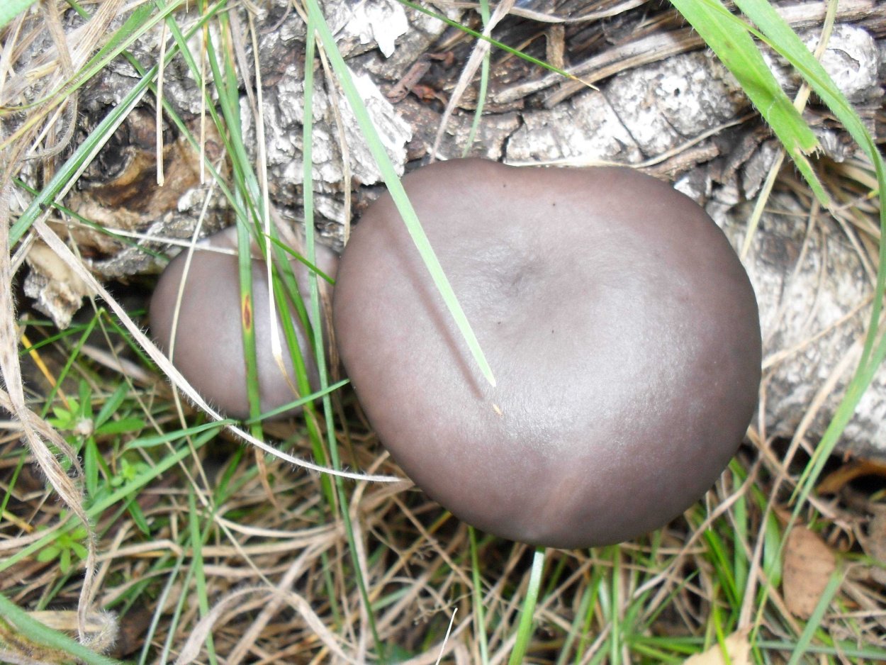 Вешенка снизу шляпка гладкая