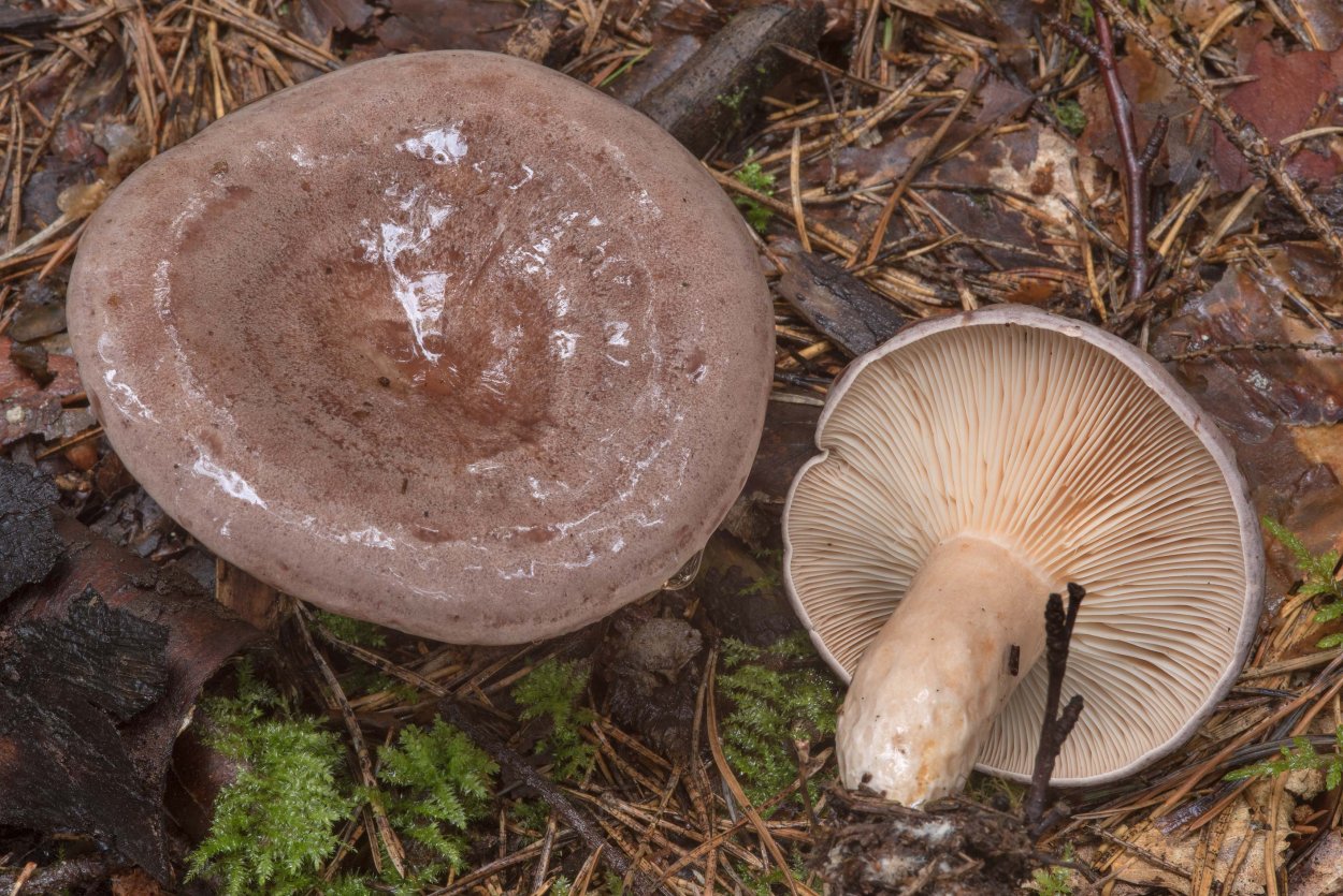Lactarius aurantiacus