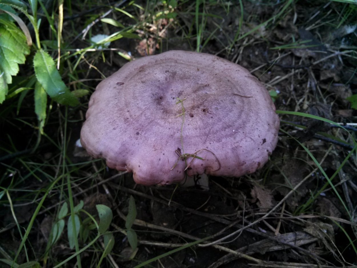 Lactarius Chelidonium