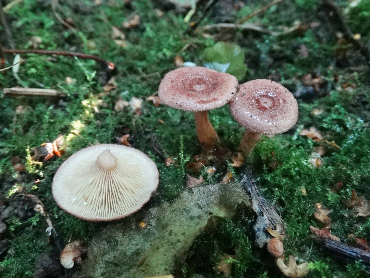 Млечник гриб, Гладыш гриб