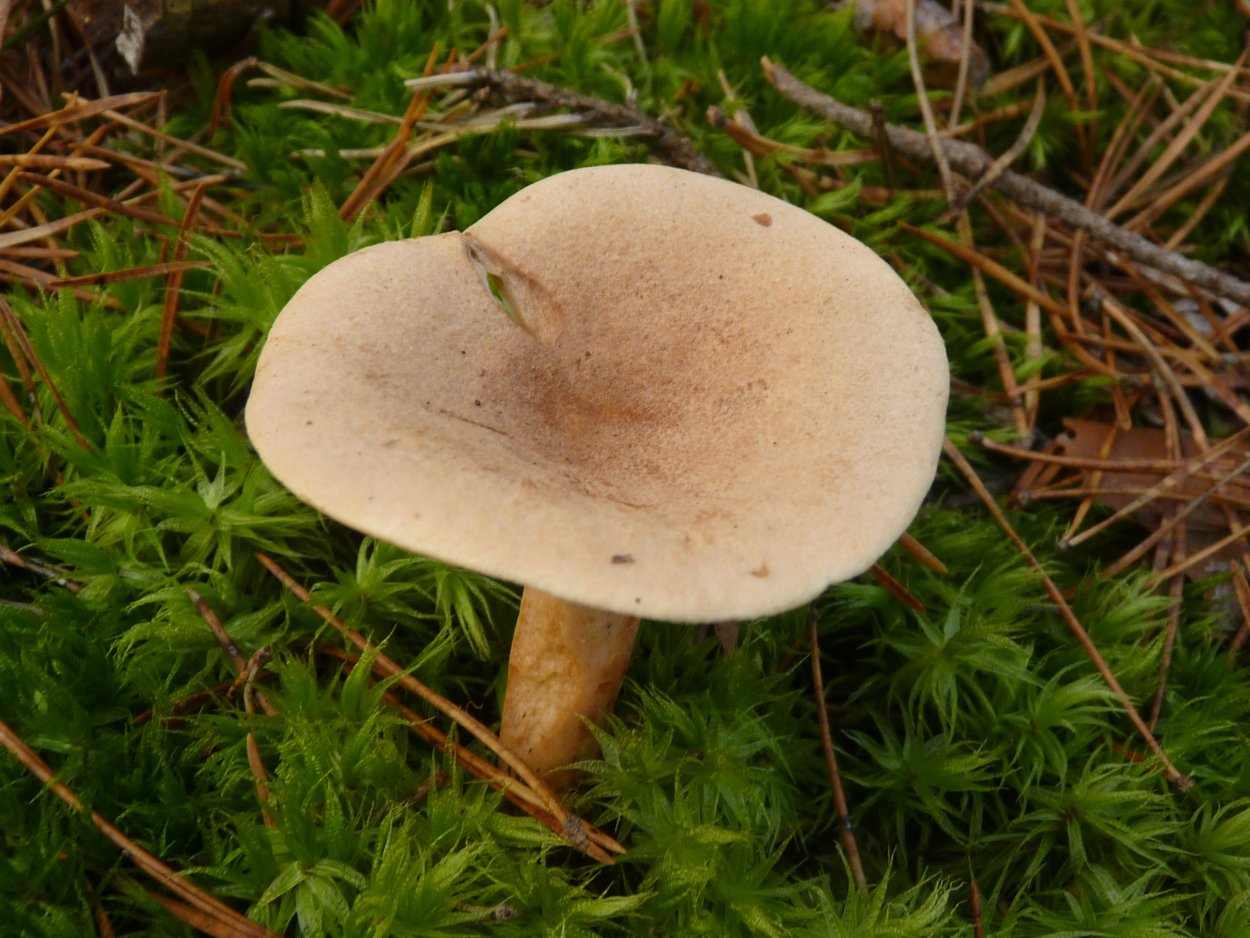 Гладыш млечник обыкновенный Lactarius trivialis