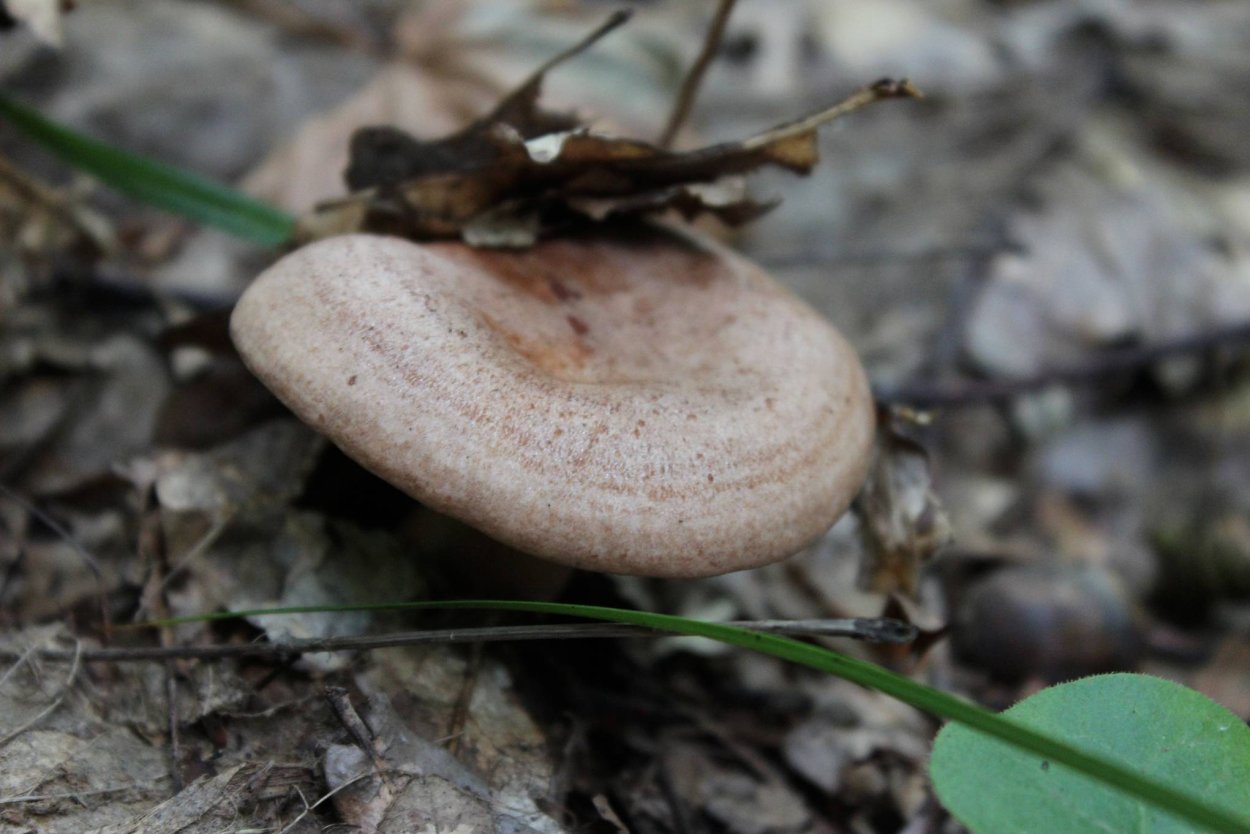 Млечник шиповатый (Lactarius spinosulus)