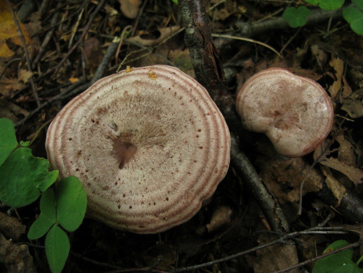 Млечник бледный