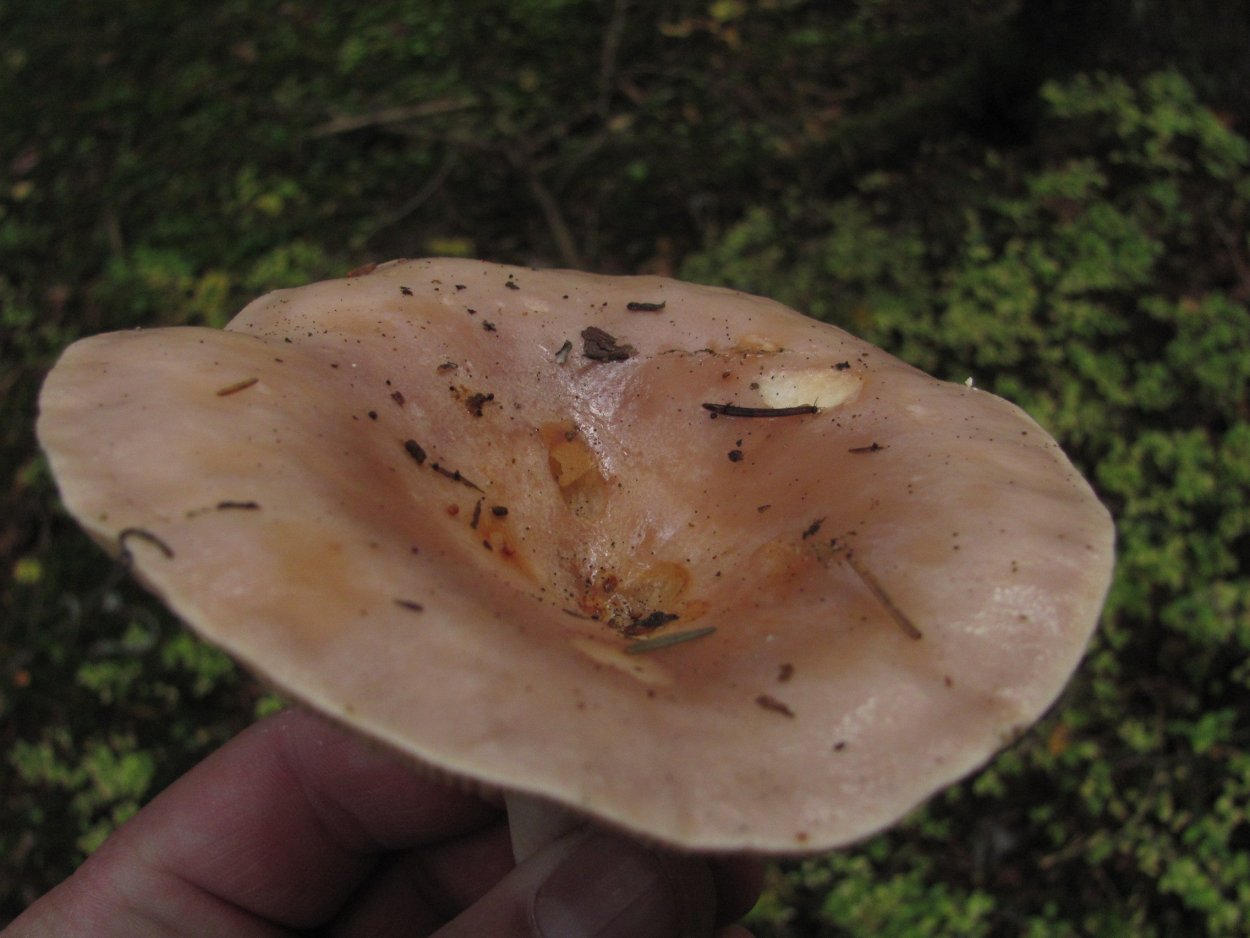 Млечник Ольховый гриб