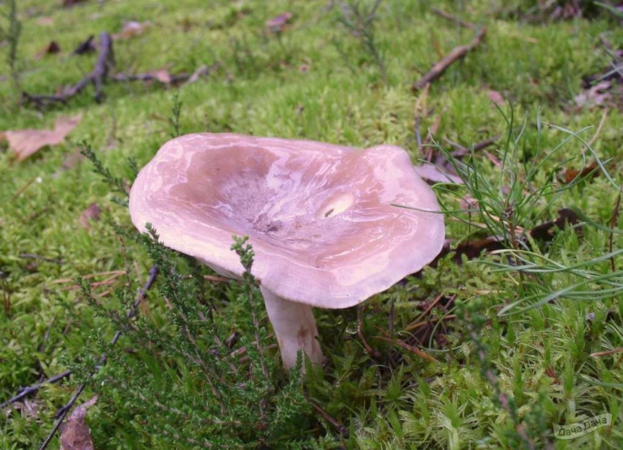 Млечник гриб Гладыш