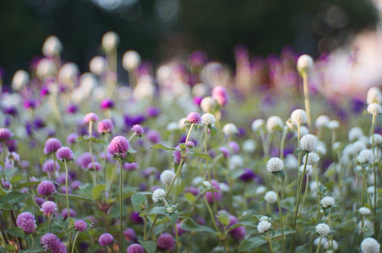 Поле клевера