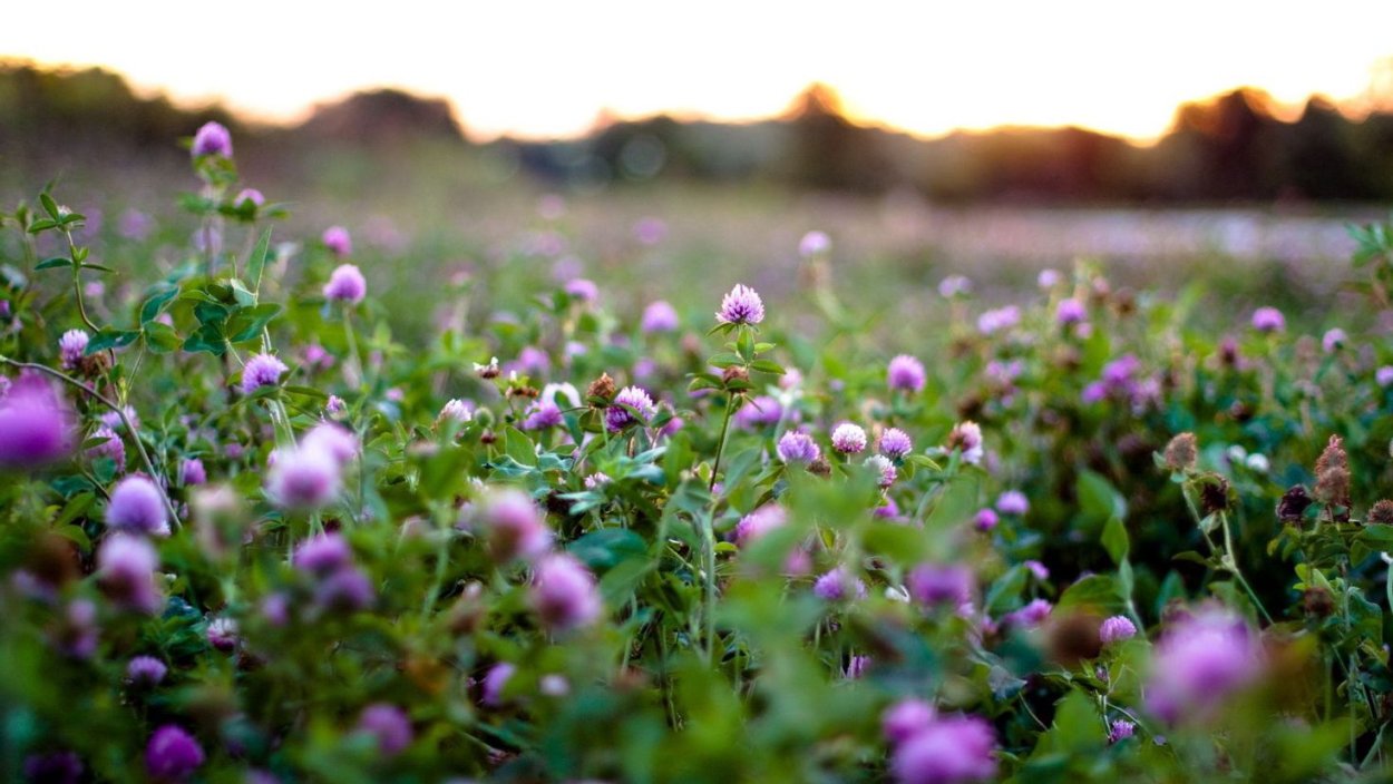 Клевер Витязь Луговой
