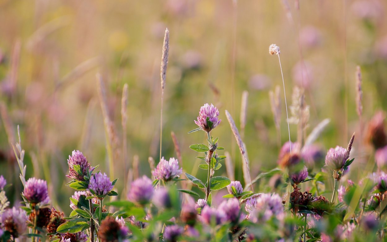Клевер полевой Пашенный