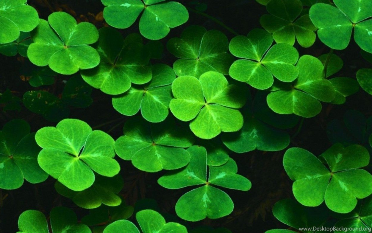 «Счастливый Клевер»