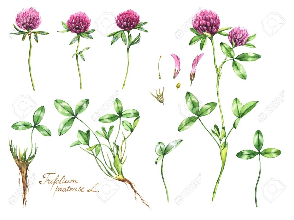 Клевер цветок эскиз