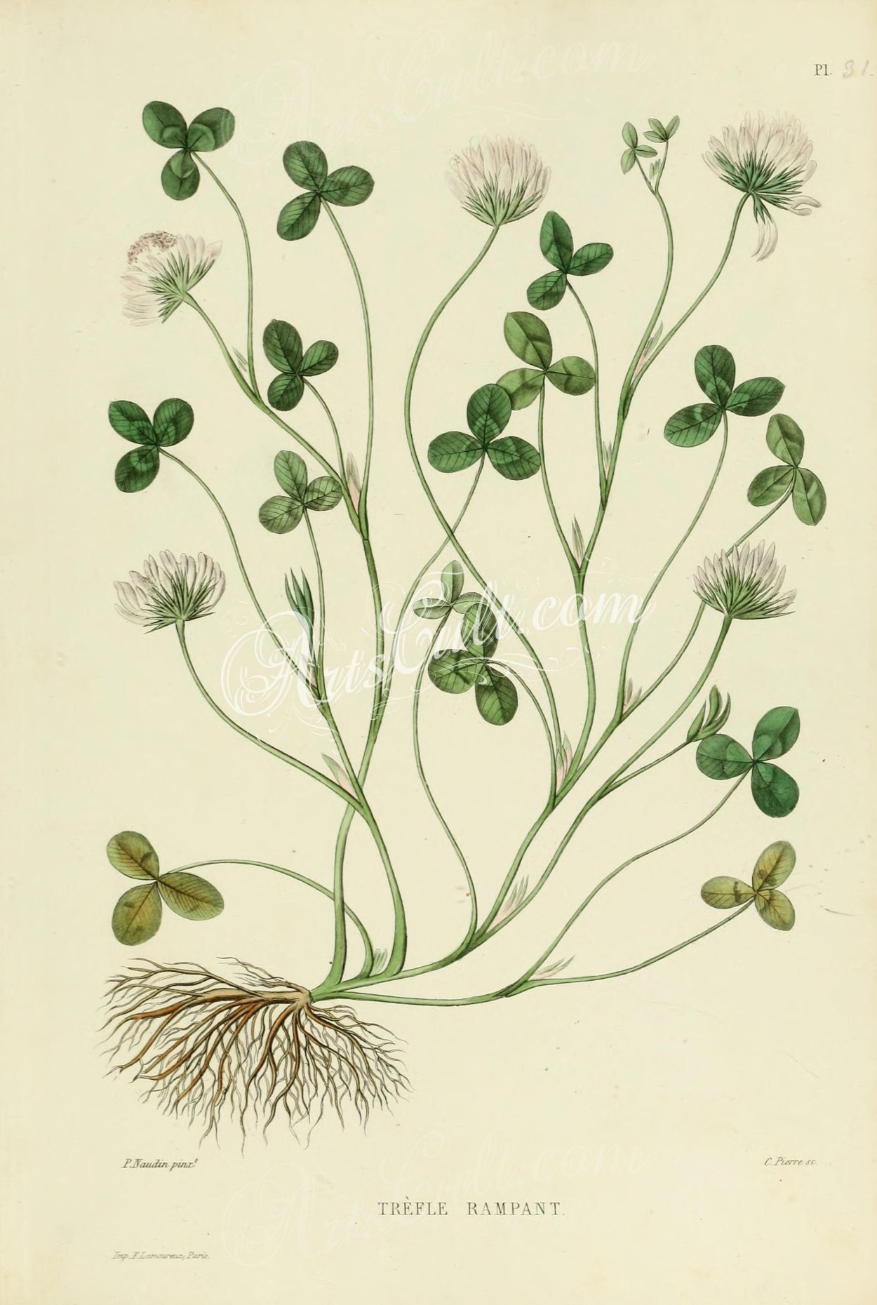 Клевер ползучий Ботанический рисунок