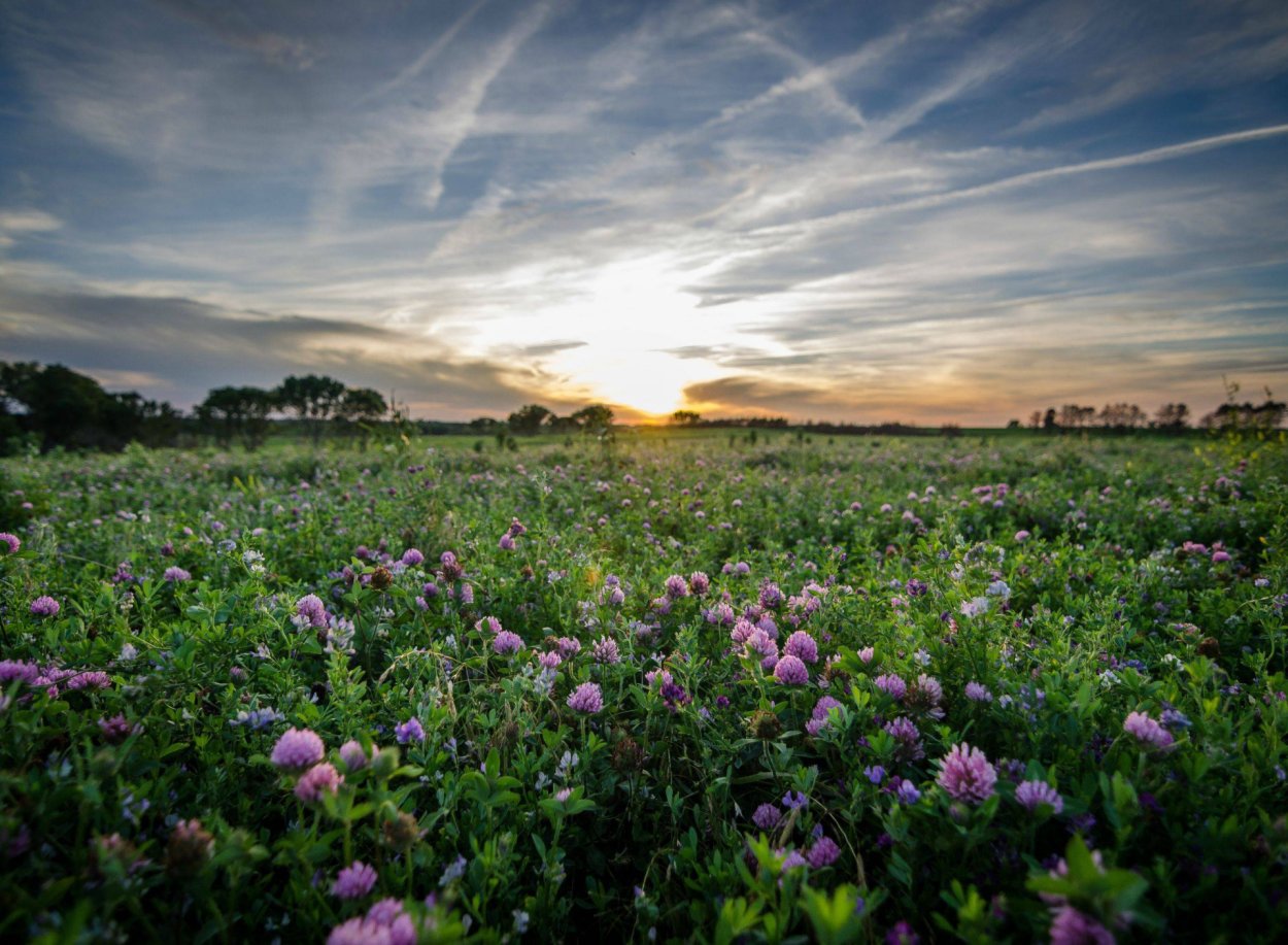 Клевер Поляна