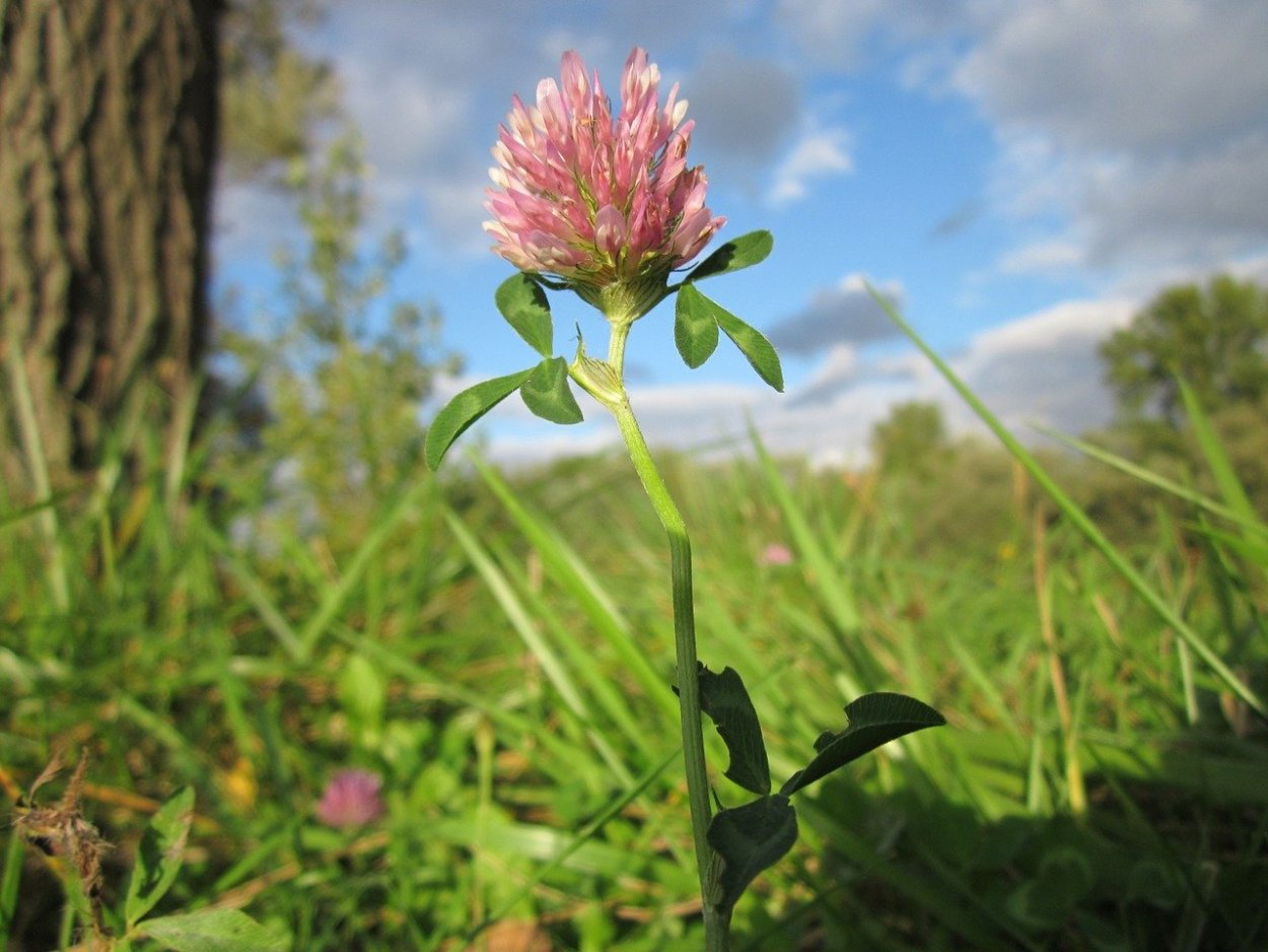 Красный Клевер Trifolium pratense