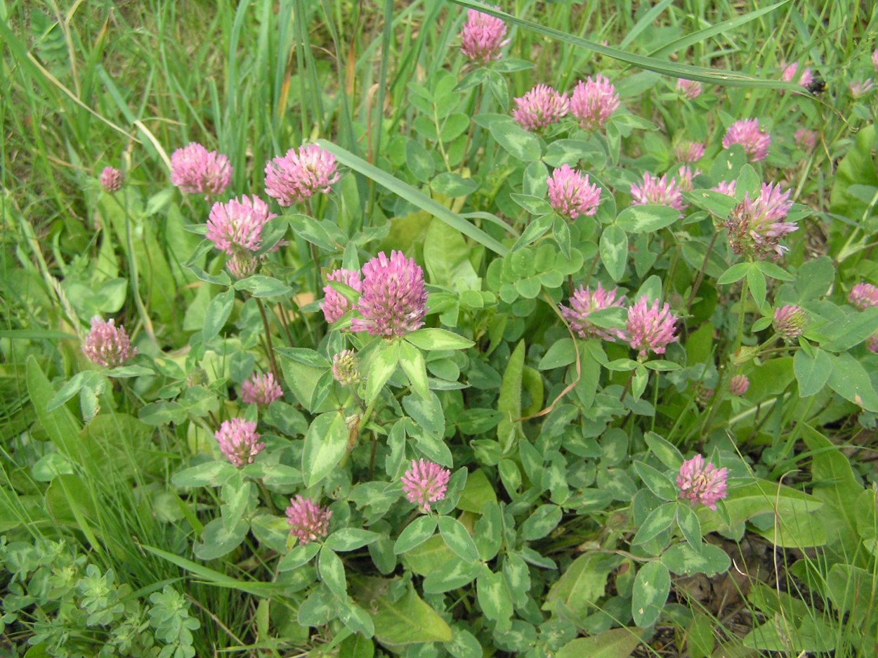 Клевер Луговой - Trifolium pratense l