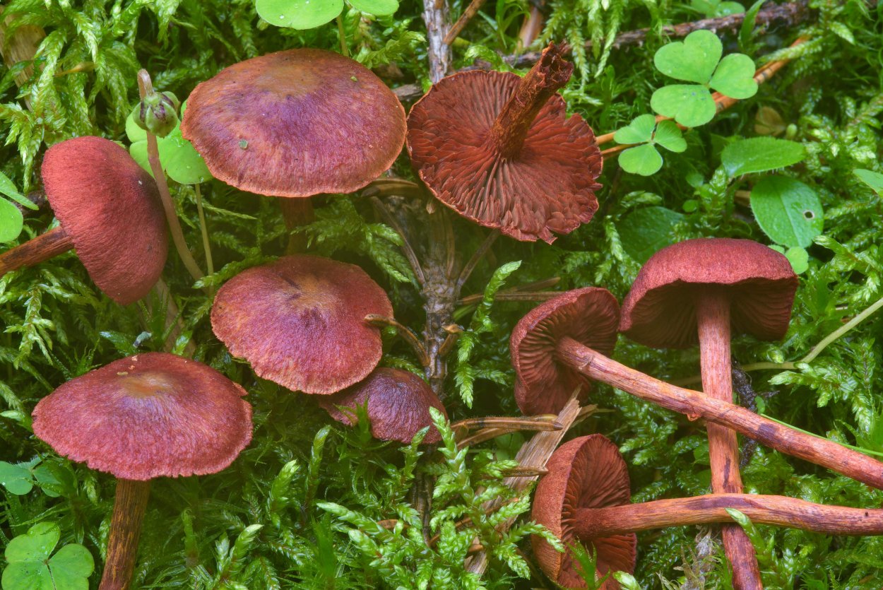 Паутинник карминно-красный