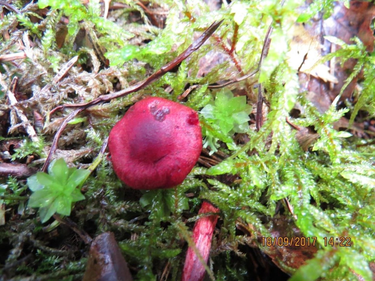 Паутинник кроваво-красный Cortinarius sanguineus