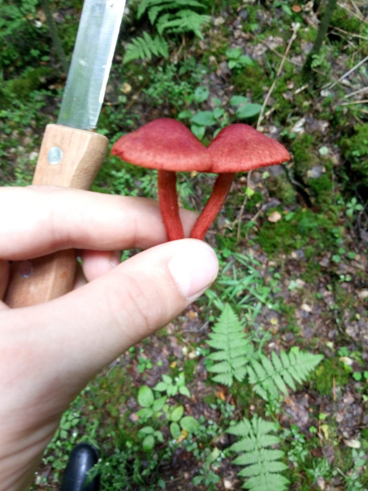 Паутинник кроваво-красный Cortinarius sanguineus