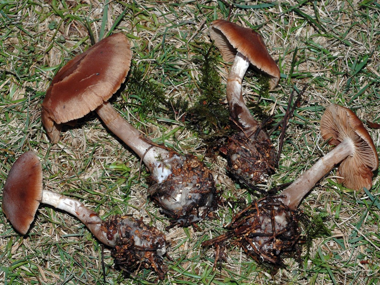 Cortinarius semisanguineus