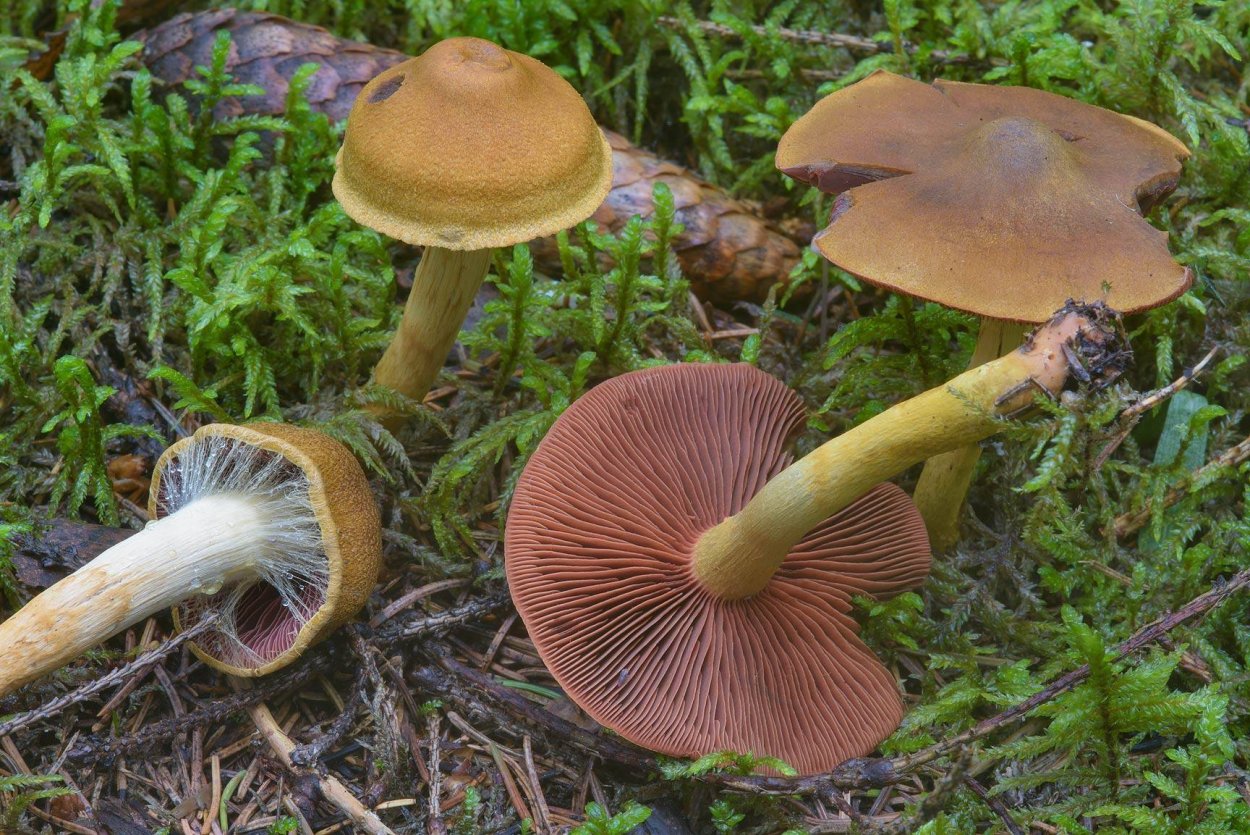Паутинник лиловый Cortinarius traganus