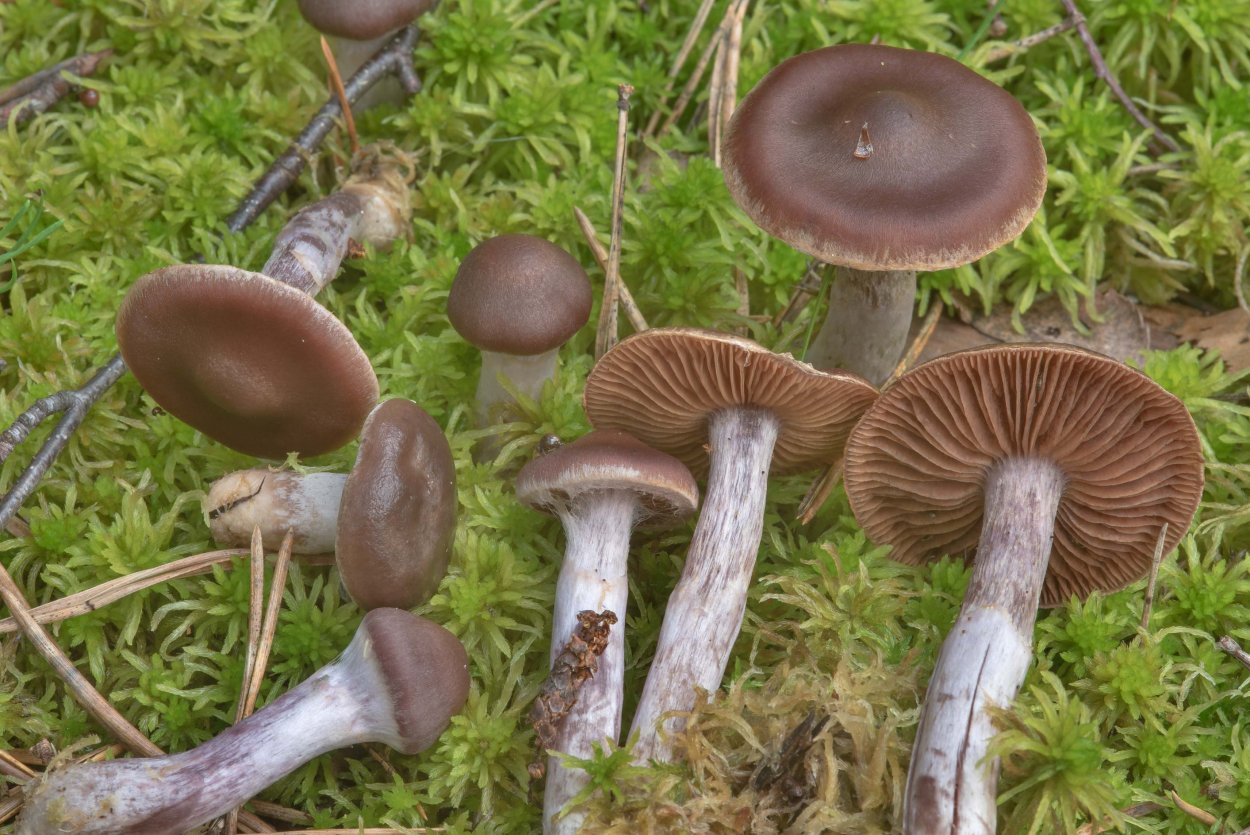 Паутинник козий