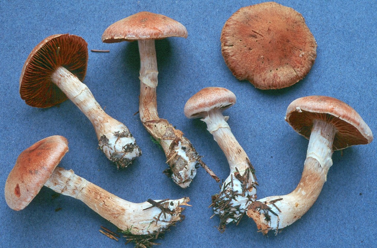 Cortinarius brunneus