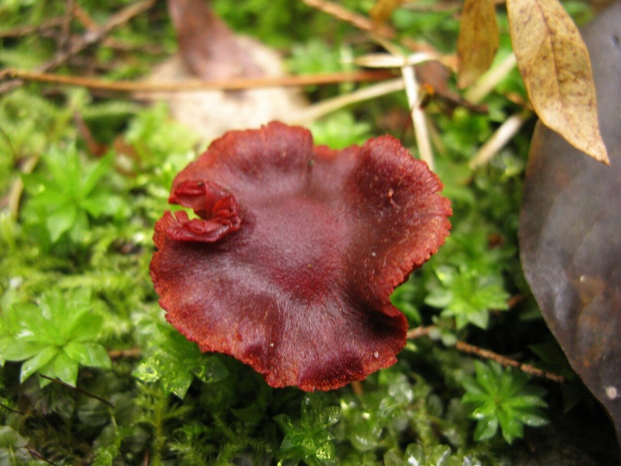 Паутинник киноварно-красный